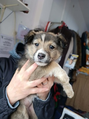 Kiba – ein kleines Kämpfermädchen sucht Schutz und Vertrauen