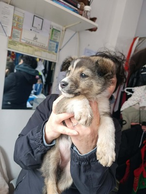 Kiba – ein kleines Kämpfermädchen sucht Schutz und Vertrauen, Mischling - Hündin