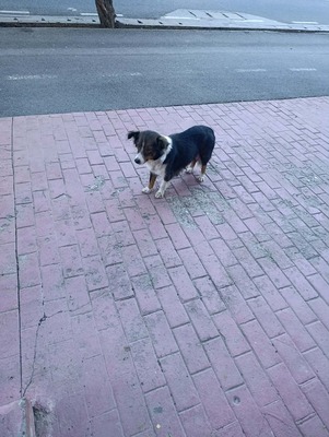 Kiba – ein kleines Kämpfermädchen sucht Schutz und Vertrauen, Mischling - Hündin