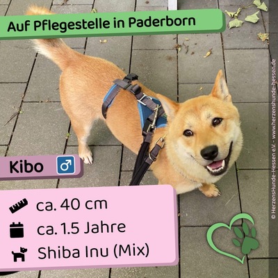 Kibo, Shiba Inu - Rüde