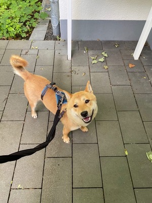 Kibo, Shiba Inu - Rüde