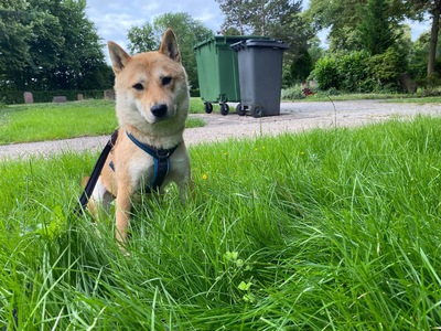 Kibo, Shiba Inu - Rüde