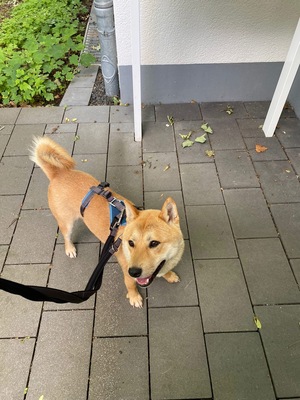 Kibo, Shiba Inu - Rüde