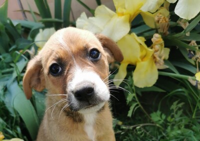 Kicsim sucht ihre Familie, Mischling Welpen - Hündin