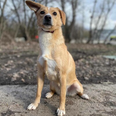 💥Kifa ist eine Kuschelliebhaberin und liebt andere Hunde💥, Mischling - Hündin