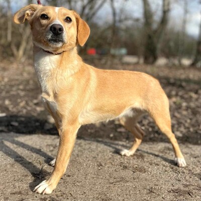 💥Kifa ist eine Kuschelliebhaberin und liebt andere Hunde💥, Mischling - Hündin