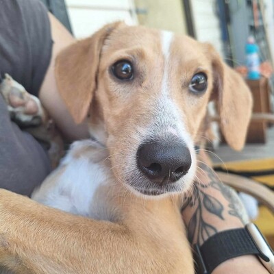 💥Kifa ist eine Kuschelliebhaberin und liebt andere Hunde💥, Mischling - Hündin