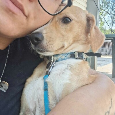 💥Kifa ist eine Kuschelliebhaberin und liebt andere Hunde💥, Mischling - Hündin