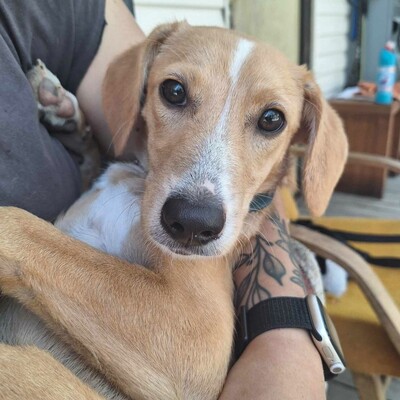 💥Kifa ist eine Kuschelliebhaberin und liebt andere Hunde💥, Mischling - Hündin