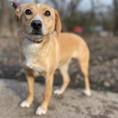💥Kifa ist eine Kuschelliebhaberin und liebt andere Hunde💥, Mischlingshündin - Hündin