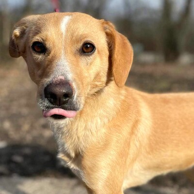 💥Kifa ist eine Kuschelliebhaberin und liebt andere Hunde💥, Mischlingshündin - Hündin
