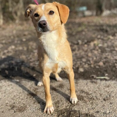 💥Kifa ist eine Kuschelliebhaberin und liebt andere Hunde💥, Mischlingshündin - Hündin