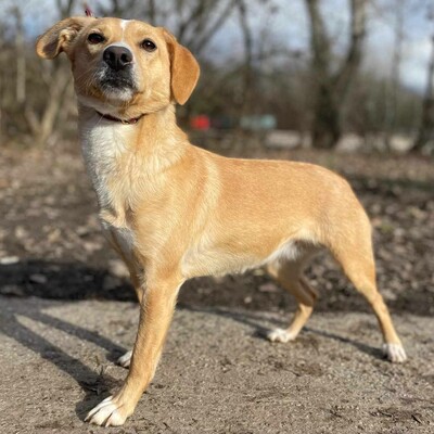 💥Kifa ist eine Kuschelliebhaberin und liebt andere Hunde💥, Mischlingshündin - Hündin