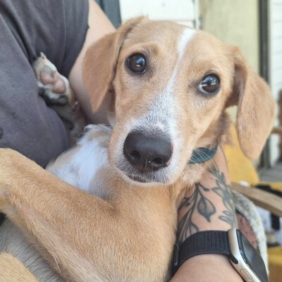 💥Kifa ist eine Kuschelliebhaberin und liebt andere Hunde💥, Mischlingshündin - Hündin