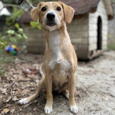 🌺Kifa ist eine Kuschelliebhaberin und liebt andere Hunde mit denen sie sich sehr wohl fühlt 🥰, Mischlingshündin - Hündin