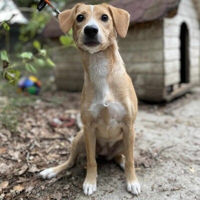 🌺Kifa ist eine Kuschelliebhaberin und liebt andere Hunde mit denen sie sich sehr wohl fühlt 🥰, Mischlingshündin - Hündin