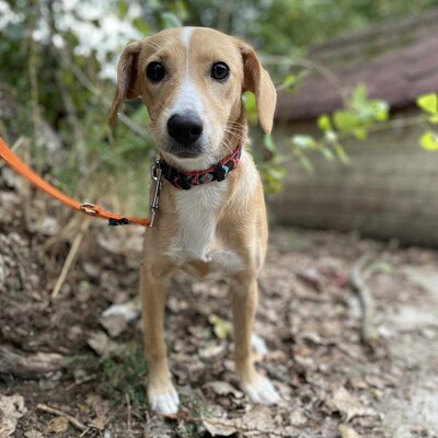 🌺Kifa ist eine Kuschelliebhaberin und liebt andere Hunde mit denen sie sich sehr wohl fühlt 🥰, Mischlingshündin - Hündin