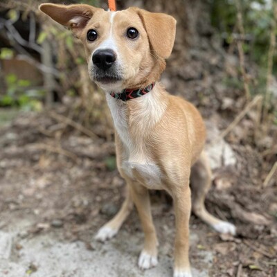 🌺Kifa ist eine Kuschelliebhaberin und liebt andere Hunde mit denen sie sich sehr wohl fühlt 🥰, Mischlingshündin - Hündin