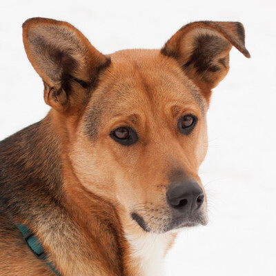 Kika, Schäfer-Kurzhaar-Collie-Mix - Hündin