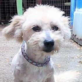 💥Kika sehnt sich sehr nach menschlicher Nähe und Liebe und sie sollte schnellstmöglich in ein eigenes Zuhause zu ihrer eigenen Familie ziehen😉, Mischlingshündin - Hündin