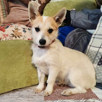 🌺Kika süße Terrier-Mixwelpin hat einen fantastischen Charakter und ist immer fröhlich und aufgeweckt💐