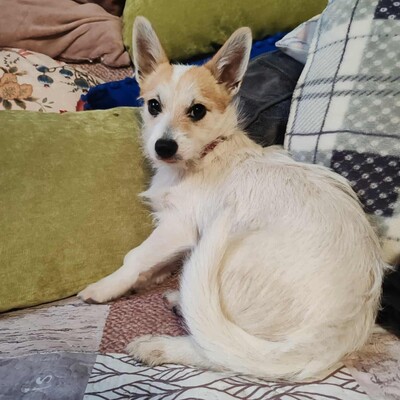 🌺Kika süße Terrier-Mixwelpin hat einen fantastischen Charakter und ist immer fröhlich und aufgeweckt💐, Mischlingshündin Welpen - Hündin