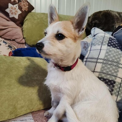 🌺Kika süße Terrier-Mixwelpin hat einen fantastischen Charakter und ist immer fröhlich und aufgeweckt💐, Mischlingshündin Welpen - Hündin