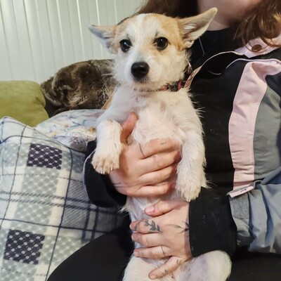 🌺Kika süße Terrier-Mixwelpin hat einen fantastischen Charakter und ist immer fröhlich und aufgeweckt💐, Mischlingshündin Welpen - Hündin