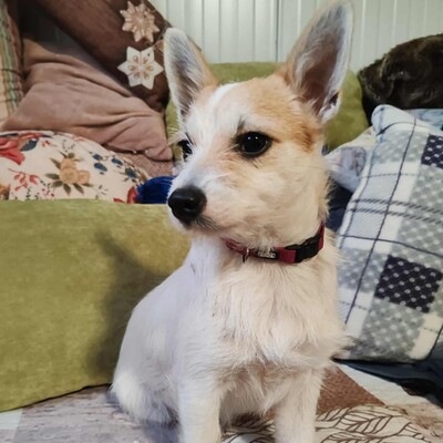 🌺Kika süße Terrier-Mixwelpin hat einen fantastischen Charakter und ist immer fröhlich und aufgeweckt💐, Mischlingshündin Welpen - Hündin