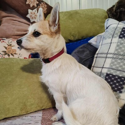 🌺Kika süße Terrier-Mixwelpin hat einen fantastischen Charakter und ist immer fröhlich und aufgeweckt💐, Mischlingshündin Welpen - Hündin