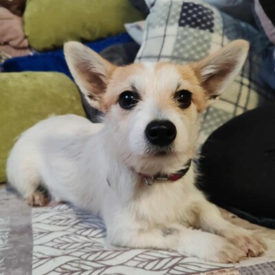 🌺Kika süße Terrier-Mixwelpin hat einen fantastischen Charakter und ist immer fröhlich und aufgeweckt💐, Mischlingshündin Welpen - Hündin