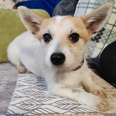 🌺Kika süße Terrier-Mixwelpin hat einen fantastischen Charakter und ist immer fröhlich und aufgeweckt💐, Mischlingshündin Welpen - Hündin