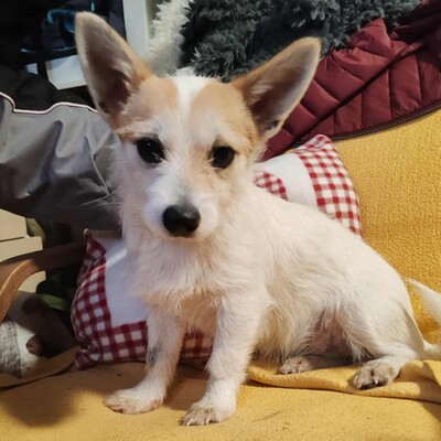 🌺Kika süße Terrier-Mixwelpin hat einen fantastischen Charakter und ist immer fröhlich und aufgeweckt💐, Mischlingshündin Welpen - Hündin