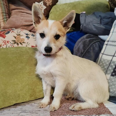 🌺Kika süße Terrier-Mixwelpin hat einen fantastischen Charakter und ist immer fröhlich und aufgeweckt💐, Mischlingshündin Welpen - Hündin