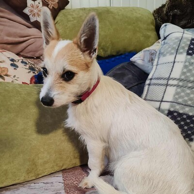 🌺Kika süße Terrier-Mixwelpin hat einen fantastischen Charakter und ist immer fröhlich und aufgeweckt💐, Terrier Mischling Welpen - Hündin