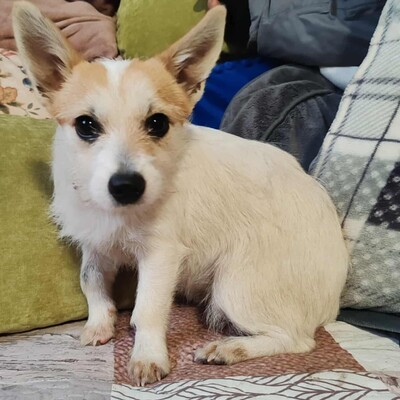 🌺Kika süße Terrier-Mixwelpin hat einen fantastischen Charakter und ist immer fröhlich und aufgeweckt💐, Terrier Mischling Welpen - Hündin