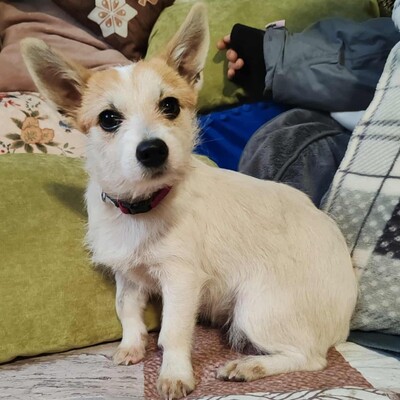 🌺Kika süße Terrier-Mixwelpin hat einen fantastischen Charakter und ist immer fröhlich und aufgeweckt💐, Terrier Mischling Welpen - Hündin