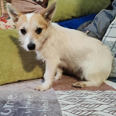 🌺Kika süße Terrier-Mixwelpin hat einen fantastischen Charakter und ist immer fröhlich und aufgeweckt💐, Terrier Mischling Welpen - Hündin