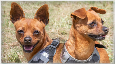 Kika und Pepa - zwei fröhliche Pinschermädchen, Zwergpinscher - Hündin