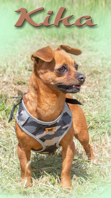 Kika und Pepa - zwei fröhliche Pinschermädchen, Zwergpinscher - Hündin