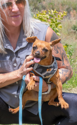 Kika und Pepa - zwei fröhliche Pinschermädchen, Zwergpinscher - Hündin