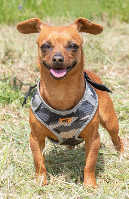 Kika und Pepa - zwei fröhliche Pinschermädchen, Zwergpinscher - Hündin