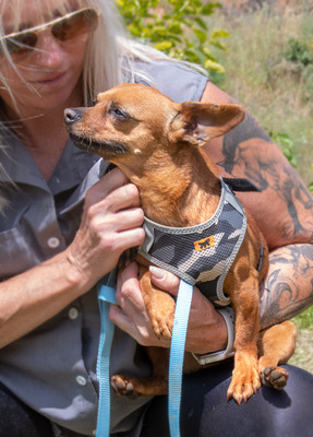 Kika und Pepa - zwei fröhliche Pinschermädchen, Zwergpinscher - Hündin