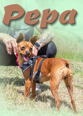Kika und Pepa - zwei fröhliche Pinschermädchen, Zwergpinscher - Hündin