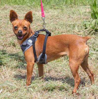 Kika und Pepa - zwei fröhliche Pinschermädchen, Zwergpinscher - Hündin