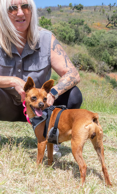 Kika und Pepa - zwei fröhliche Pinschermädchen, Zwergpinscher - Hündin