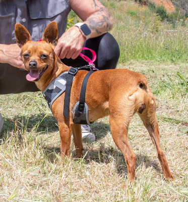 Kika und Pepa - zwei fröhliche Pinschermädchen, Zwergpinscher - Hündin