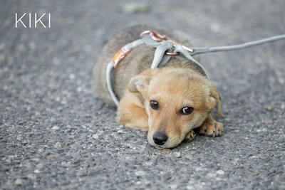 Kiki - Hübsches Hundemädchen, ca. 3 Monate, Mischling Welpen - Hündin