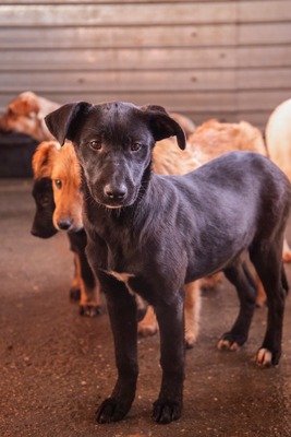 Kiki sucht ein Zuhause zum Spielen, Kuscheln und Quatschmachen, Mischling Welpen - Hündin