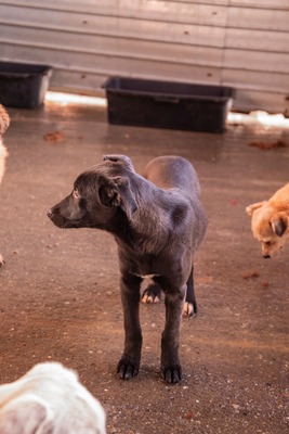 Kiki sucht ein Zuhause zum Spielen, Kuscheln und Quatschmachen, Mischling Welpen - Hündin